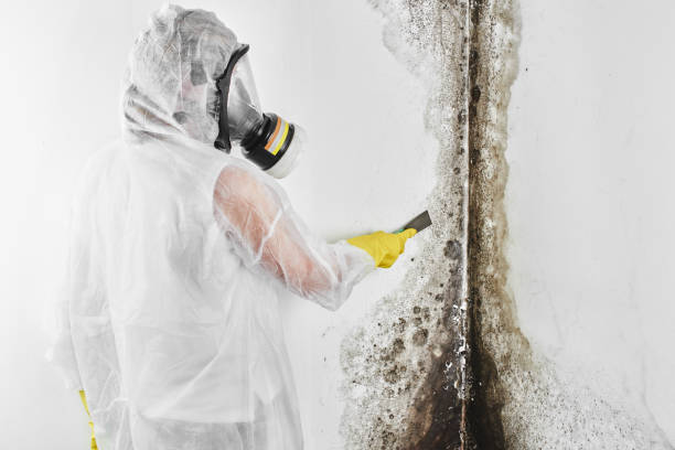 Best Fast Mold Removal  in Harriman, NY
