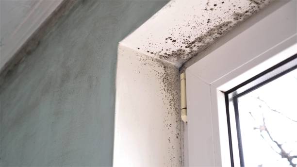 Best Certified Mold Removal  in Harriman, NY