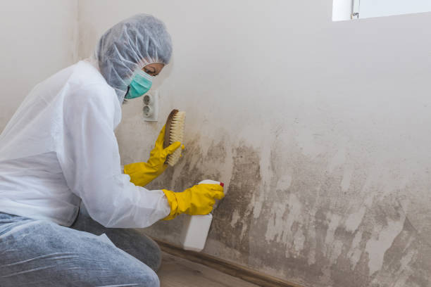 Best Crawl Space Mold Removal  in Harriman, NY