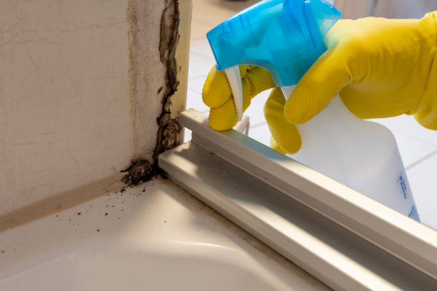 Best Toxic Mold Removal  in Harriman, NY