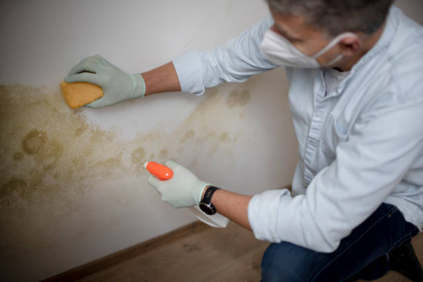 Best Same-Day Mold Removal  in Harriman, NY
