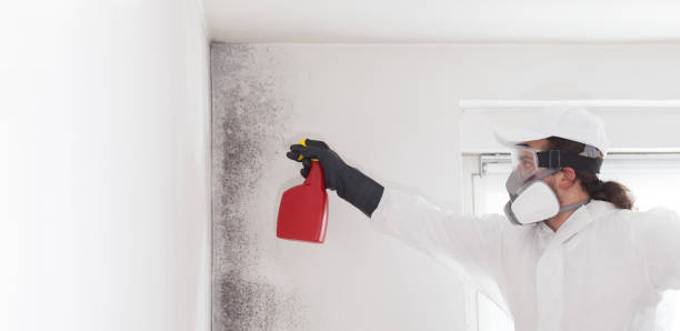 Best Mold Cleaning Services  in Harriman, NY