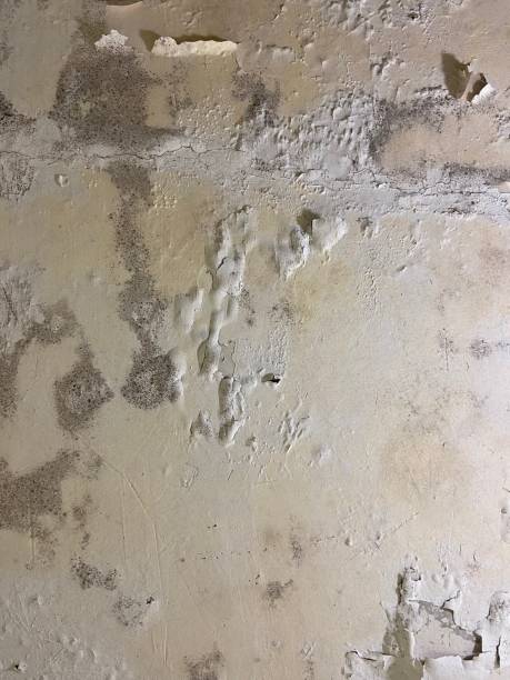 Best Emergency Mold Removal  in Harriman, NY