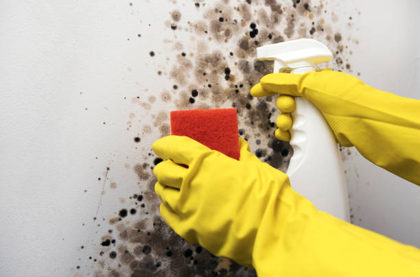 Certified Mold Removal in Harriman, NY