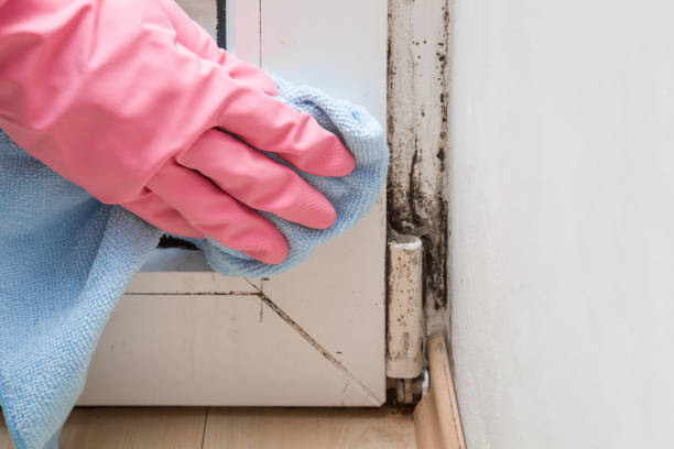 Best Professional Mold Removal  in Harriman, NY