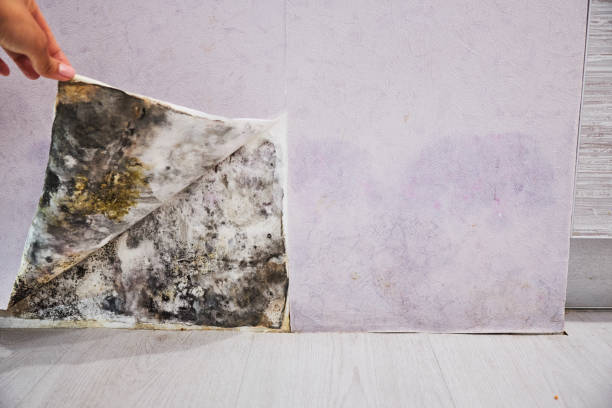 Best Mold Testing  in Harriman, NY